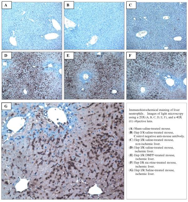 https://cdn.ncbi.nlm.nih.gov/pmc/blobs/1f90/1382240/e7043115baa6/1472-6890-6-3-4.jpg