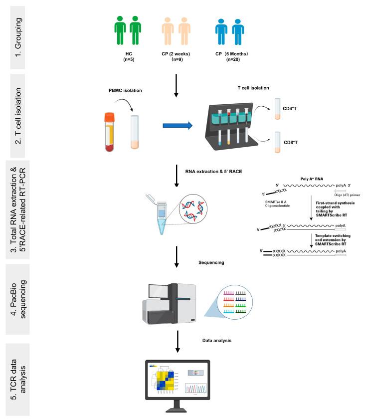 https://cdn.ncbi.nlm.nih.gov/pmc/blobs/1f91/8750083/6572d15cb99a/cells-11-00068-g001.jpg