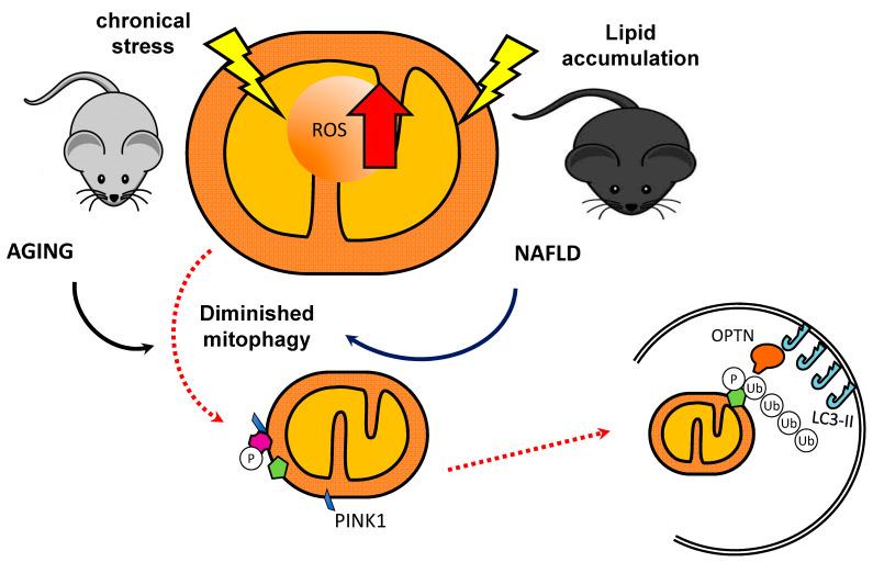https://cdn.ncbi.nlm.nih.gov/pmc/blobs/1f93/7589512/6537f5fe3e55/ijms-21-07704-g002.jpg