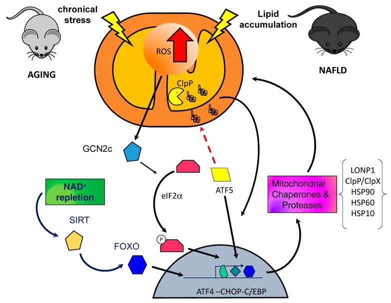https://cdn.ncbi.nlm.nih.gov/pmc/blobs/1f93/7589512/735f108c390d/ijms-21-07704-g001.jpg