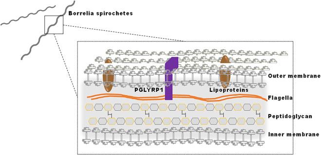 https://cdn.ncbi.nlm.nih.gov/pmc/blobs/1f93/7657531/db622a2eccc6/ppat.1009030.g008.jpg