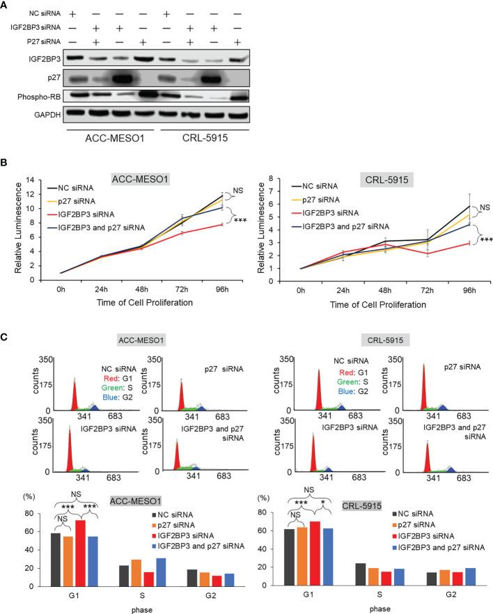 https://cdn.ncbi.nlm.nih.gov/pmc/blobs/1f95/8807558/18f7de3909cb/fonc-11-795467-g005.jpg