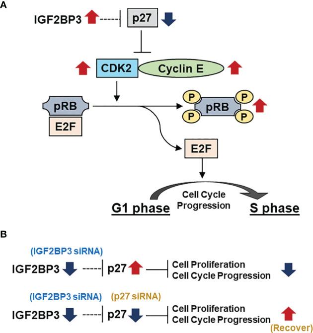 https://cdn.ncbi.nlm.nih.gov/pmc/blobs/1f95/8807558/37768c2f69c5/fonc-11-795467-g006.jpg