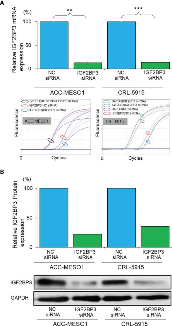 https://cdn.ncbi.nlm.nih.gov/pmc/blobs/1f95/8807558/b3956ab8bf61/fonc-11-795467-g002.jpg
