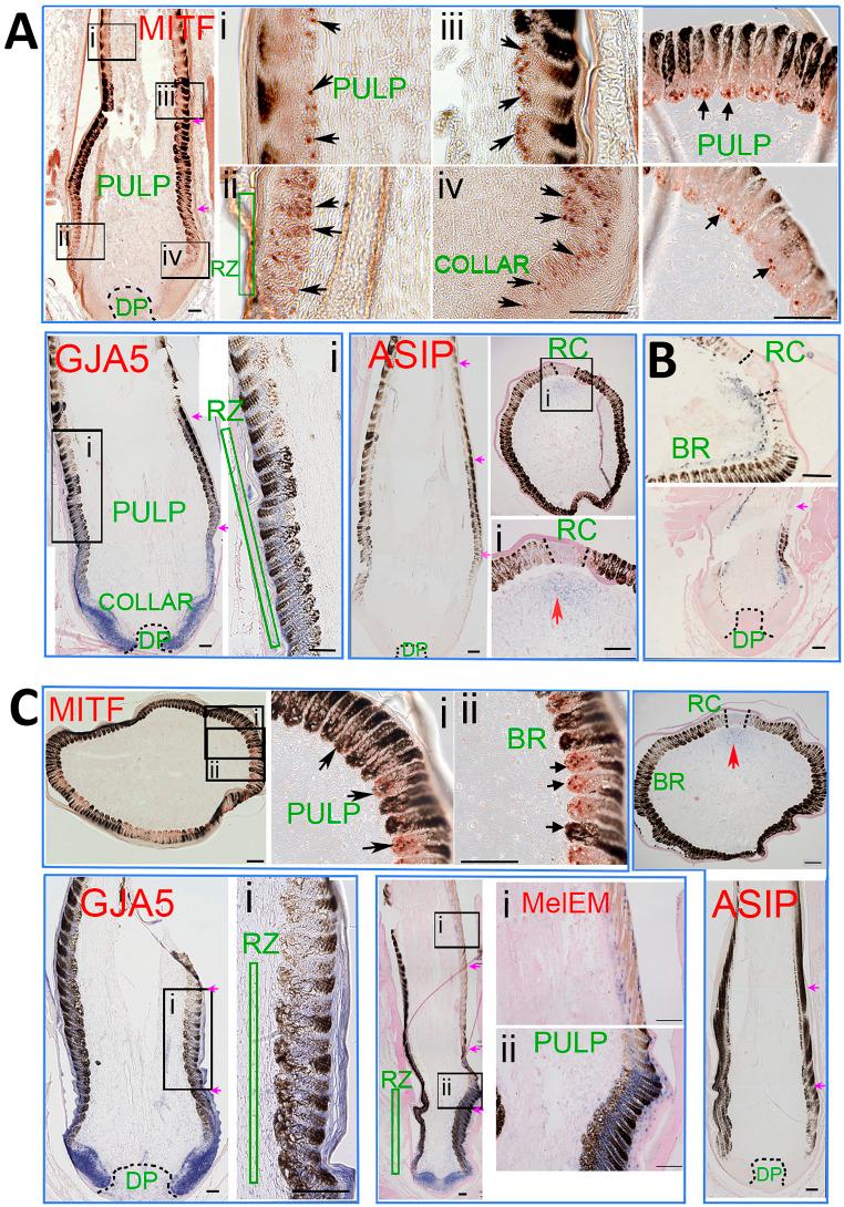 https://cdn.ncbi.nlm.nih.gov/pmc/blobs/1f98/8521658/c3ad364a23f1/pnas.2109363118fig05.jpg