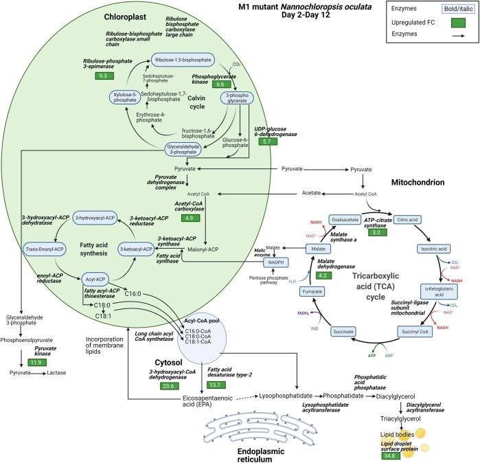 https://cdn.ncbi.nlm.nih.gov/pmc/blobs/1f98/9134194/27bd13e8affb/fbioe-10-838445-g008.jpg