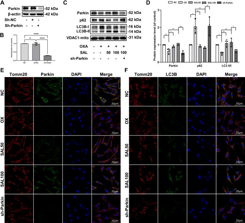 https://cdn.ncbi.nlm.nih.gov/pmc/blobs/1f9e/11192483/168a23bb6d98/ajpcell.00276.2023_f004.jpg