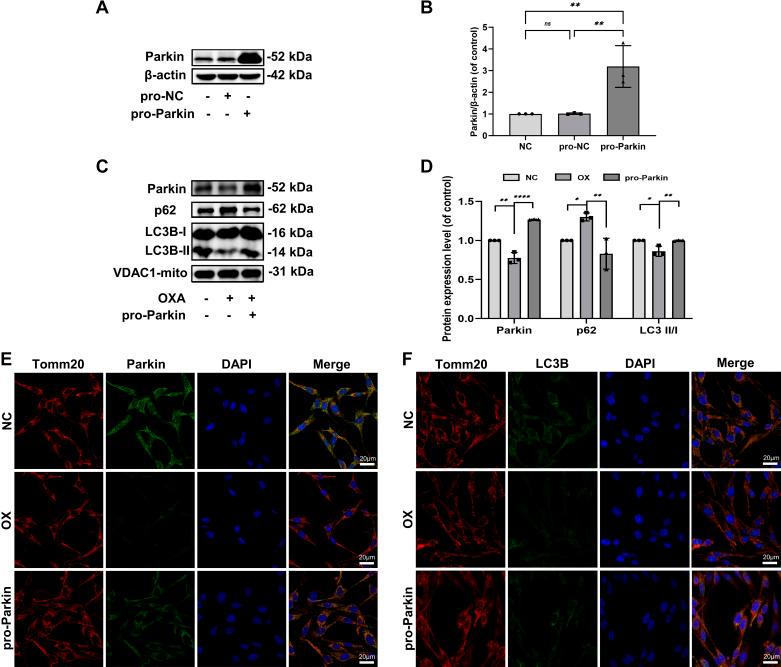 https://cdn.ncbi.nlm.nih.gov/pmc/blobs/1f9e/11192483/34415cbc9e0b/ajpcell.00276.2023_f002.jpg