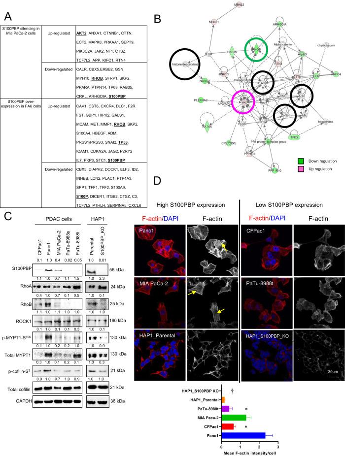 https://cdn.ncbi.nlm.nih.gov/pmc/blobs/1f9f/10638088/1b2705aa14e5/41388_2023_2851_Fig1_HTML.jpg