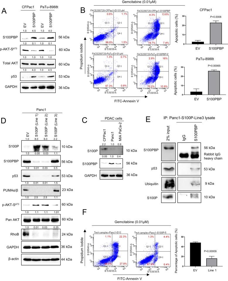 https://cdn.ncbi.nlm.nih.gov/pmc/blobs/1f9f/10638088/6766b9d1ada5/41388_2023_2851_Fig6_HTML.jpg