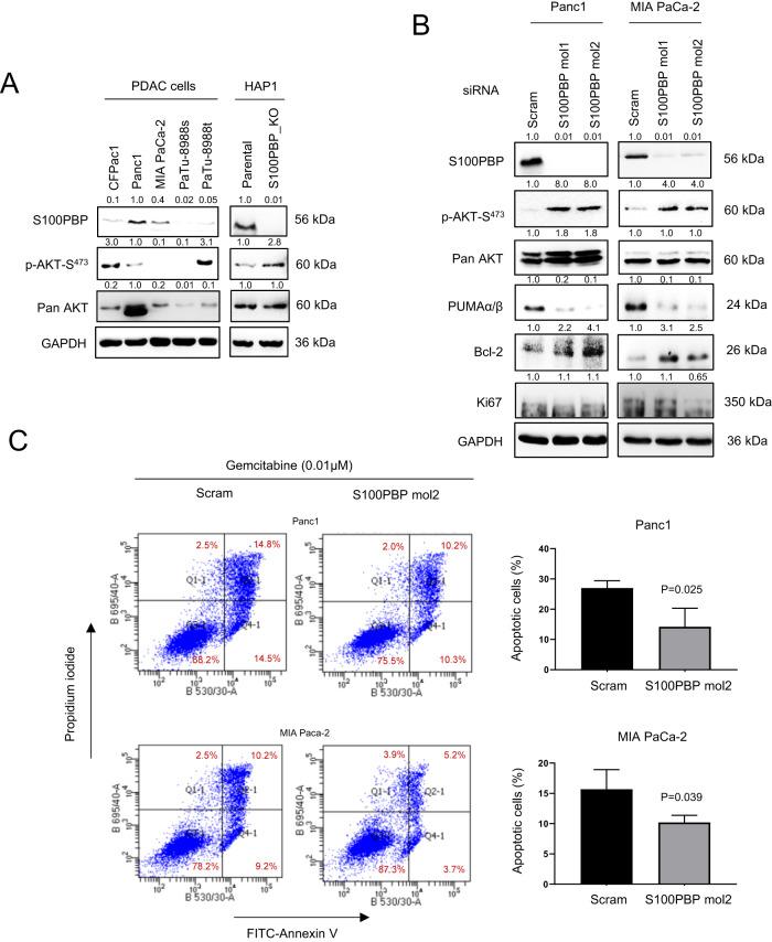 https://cdn.ncbi.nlm.nih.gov/pmc/blobs/1f9f/10638088/df4295ed44b6/41388_2023_2851_Fig5_HTML.jpg