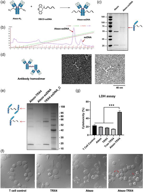 https://cdn.ncbi.nlm.nih.gov/pmc/blobs/1fa0/12165061/9c245d186519/ADVS-12-2417260-g001.jpg