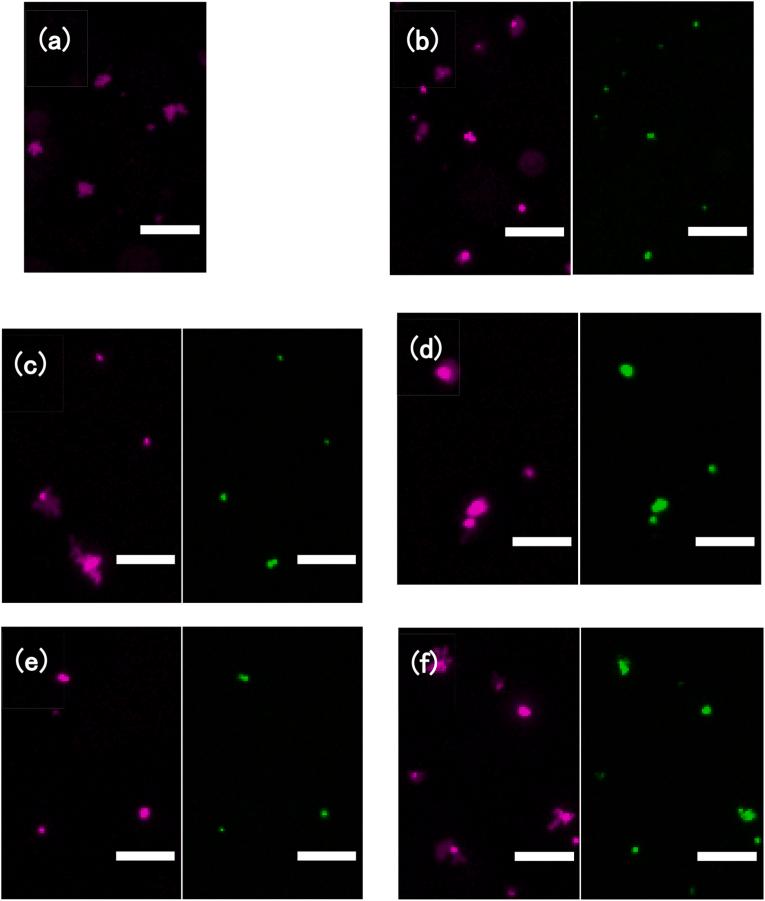 https://cdn.ncbi.nlm.nih.gov/pmc/blobs/1fa1/10359715/bee459bdef5c/gr4.jpg