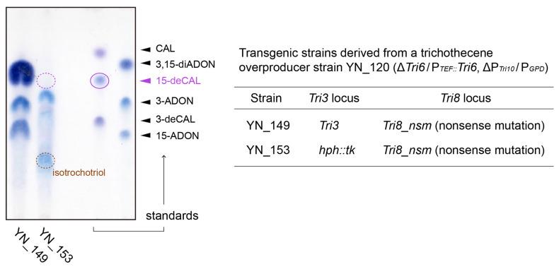https://cdn.ncbi.nlm.nih.gov/pmc/blobs/1fa3/11050026/09e533f335c9/ijms-25-04288-g004.jpg