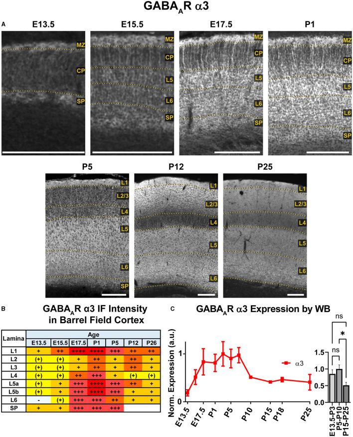 https://cdn.ncbi.nlm.nih.gov/pmc/blobs/1faa/11184147/5238e482ed56/fncel-18-1390742-g0006.jpg