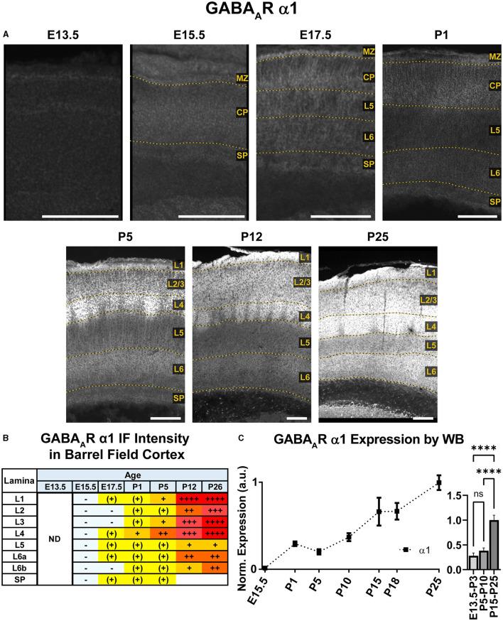 https://cdn.ncbi.nlm.nih.gov/pmc/blobs/1faa/11184147/a6956598dcf3/fncel-18-1390742-g0003.jpg