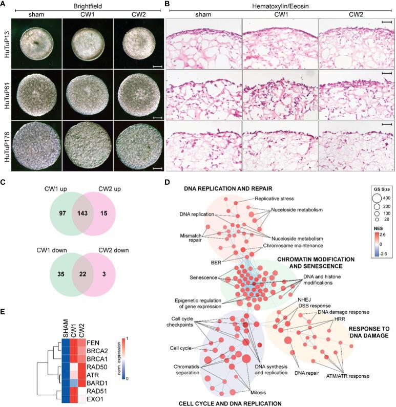 https://cdn.ncbi.nlm.nih.gov/pmc/blobs/1fac/11176452/85895c36a10e/fonc-14-1307516-g007.jpg