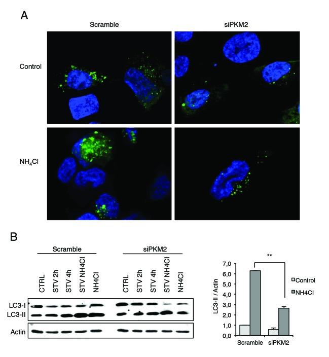 https://cdn.ncbi.nlm.nih.gov/pmc/blobs/1fae/4792602/6bd53d2cabb0/oncotarget-06-44941-g005.jpg