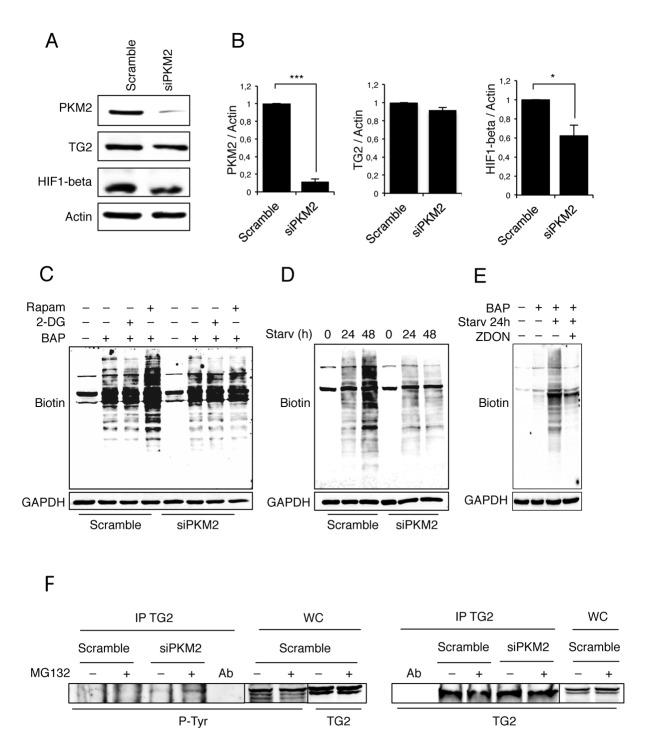 https://cdn.ncbi.nlm.nih.gov/pmc/blobs/1fae/4792602/a6a78a9738e0/oncotarget-06-44941-g003.jpg