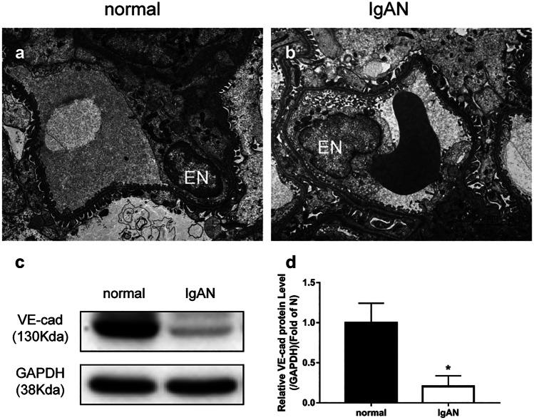 https://cdn.ncbi.nlm.nih.gov/pmc/blobs/1fb5/9646551/9fbfd3c6bd4e/10753_2022_1711_Fig2_HTML.jpg