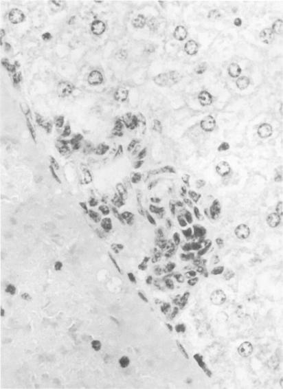 https://cdn.ncbi.nlm.nih.gov/pmc/blobs/1fb6/420689/1011becc4657/iai00219-0226-a.jpg