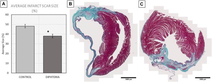 https://cdn.ncbi.nlm.nih.gov/pmc/blobs/1fb8/11350564/4d084f771f61/fcell-12-1390533-g005.jpg