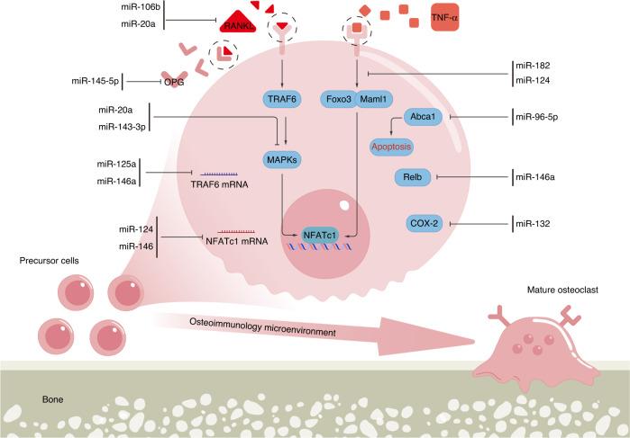 https://cdn.ncbi.nlm.nih.gov/pmc/blobs/1fba/9870909/00a066271be4/41413_2023_244_Fig6_HTML.jpg