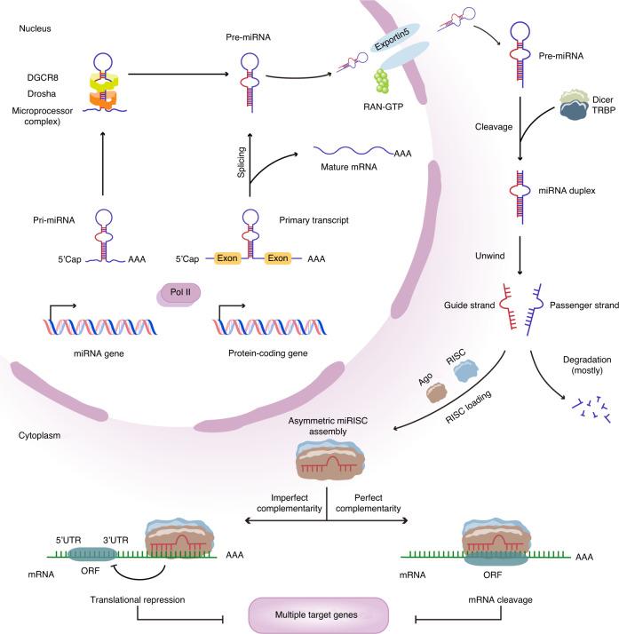https://cdn.ncbi.nlm.nih.gov/pmc/blobs/1fba/9870909/ca9e756b597c/41413_2023_244_Fig3_HTML.jpg