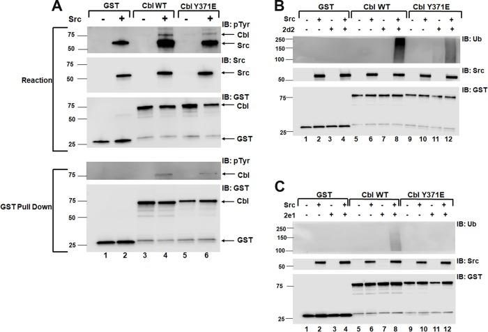 https://cdn.ncbi.nlm.nih.gov/pmc/blobs/1fc2/6533038/8ed04f6b4ada/pone.0216967.g003.jpg