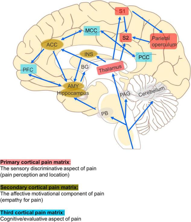 https://cdn.ncbi.nlm.nih.gov/pmc/blobs/1fc6/9179147/4cf7be091bd4/fnmol-15-888716-g001.jpg