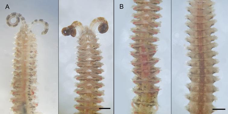 https://cdn.ncbi.nlm.nih.gov/pmc/blobs/1fc7/8608779/9383516e2e53/zookeys-1070-151-g005.jpg
