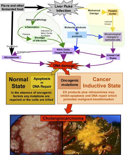 https://cdn.ncbi.nlm.nih.gov/pmc/blobs/1fc8/1950196/40c637da8b5b/pmed.0040201.g005.jpg