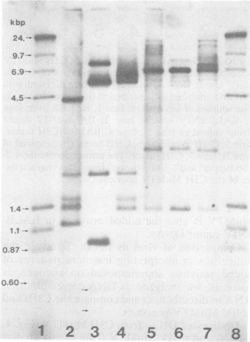 https://cdn.ncbi.nlm.nih.gov/pmc/blobs/1fc9/256106/e7eeedddf8e9/jvirol00154-0174-b.jpg