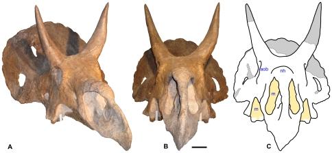 https://cdn.ncbi.nlm.nih.gov/pmc/blobs/1fc9/3024410/8954c4d426a2/pone.0016196.g002.jpg