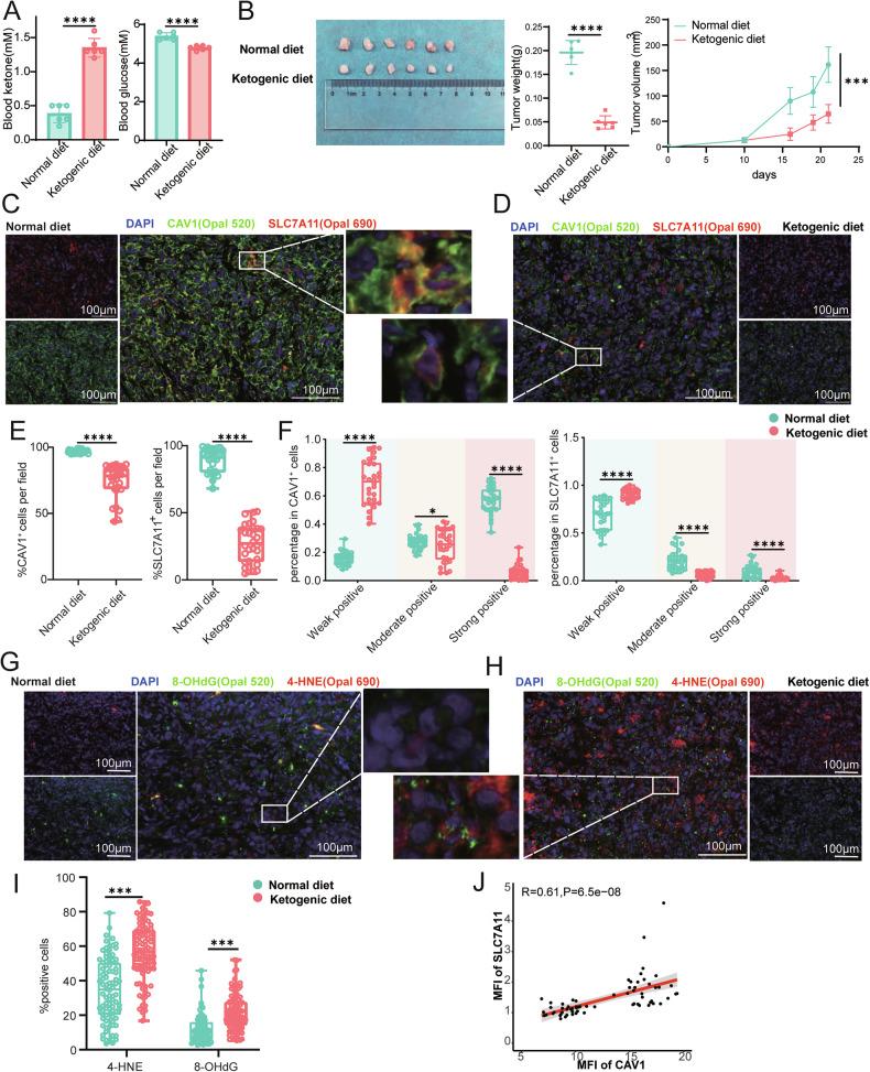 https://cdn.ncbi.nlm.nih.gov/pmc/blobs/1fcf/11968908/88b786b43d2a/41420_2025_2421_Fig8_HTML.jpg