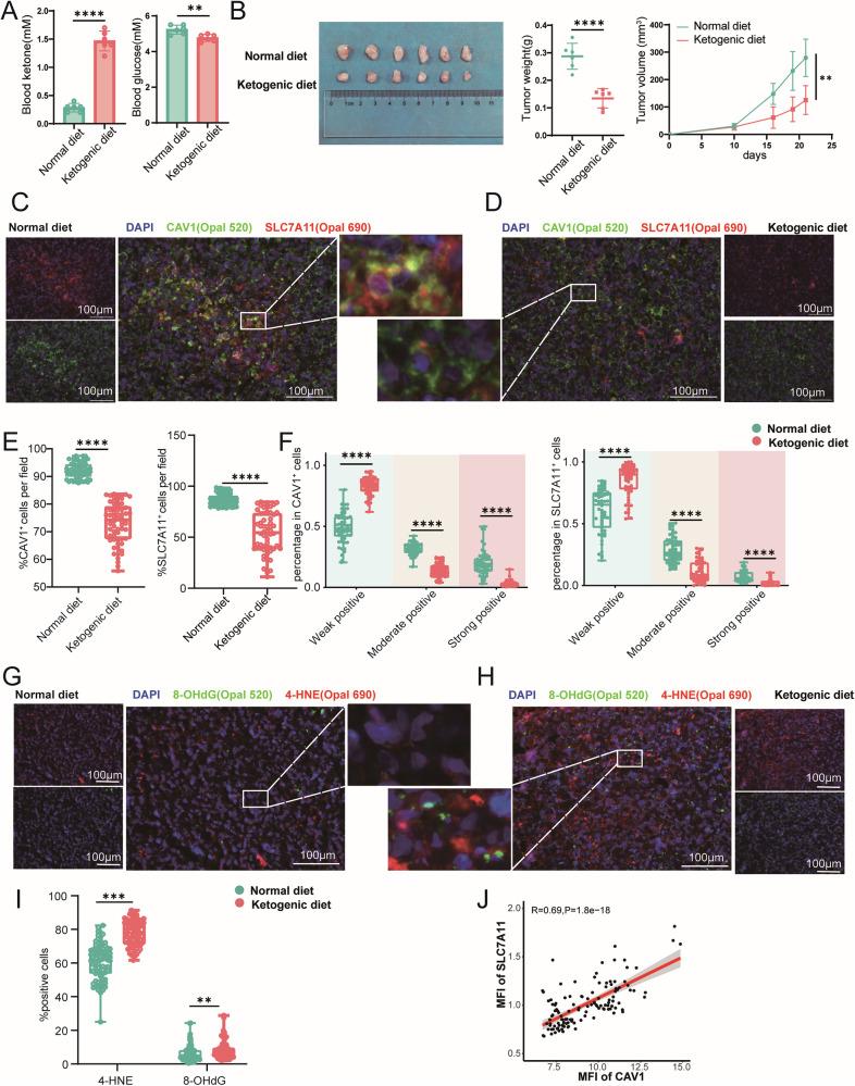 https://cdn.ncbi.nlm.nih.gov/pmc/blobs/1fcf/11968908/b482da184f93/41420_2025_2421_Fig7_HTML.jpg