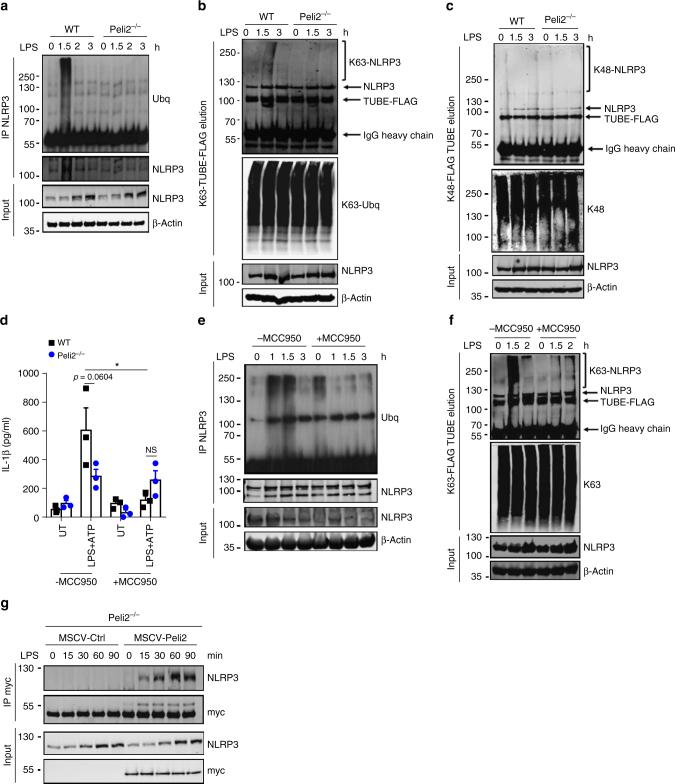https://cdn.ncbi.nlm.nih.gov/pmc/blobs/1fd0/5908787/4b0f47e16106/41467_2018_3669_Fig7_HTML.jpg