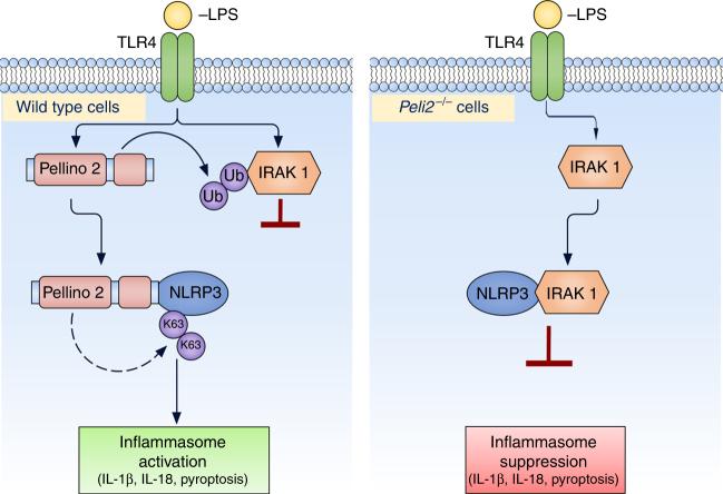 https://cdn.ncbi.nlm.nih.gov/pmc/blobs/1fd0/5908787/67479dcdb599/41467_2018_3669_Fig9_HTML.jpg