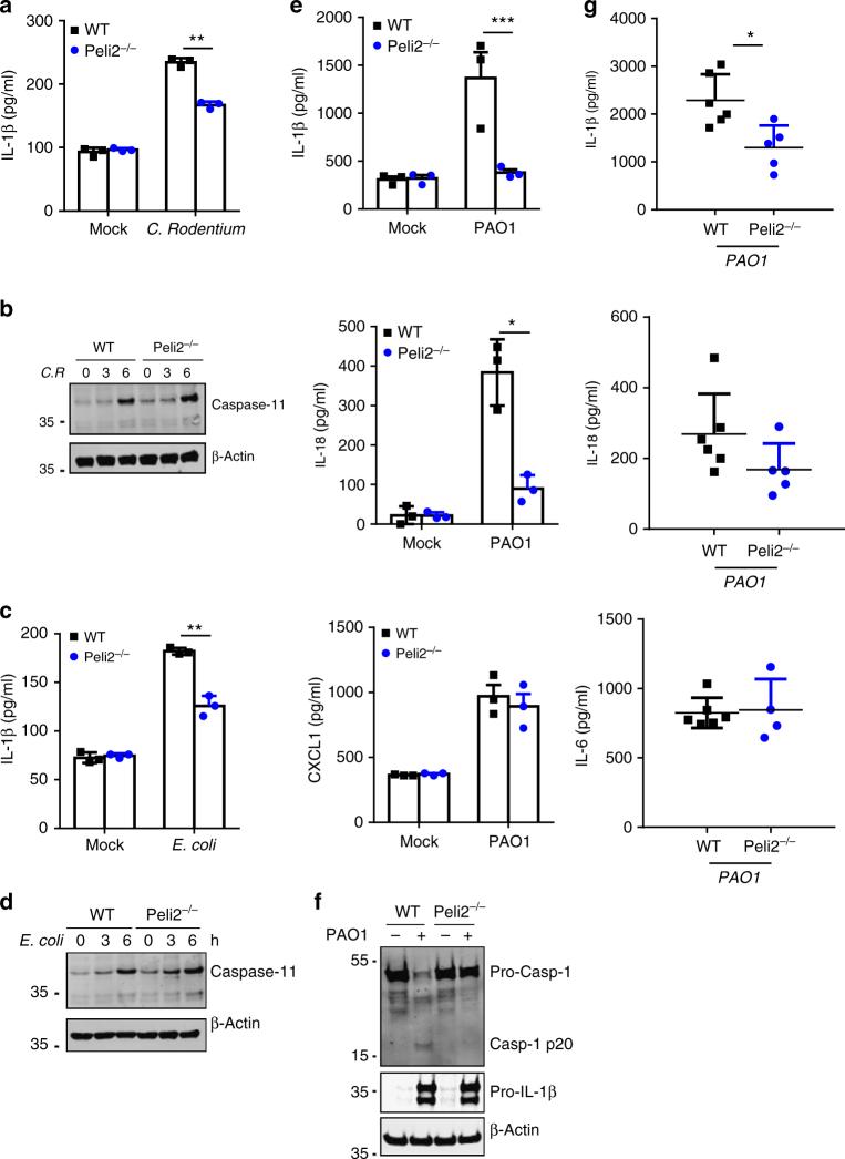 https://cdn.ncbi.nlm.nih.gov/pmc/blobs/1fd0/5908787/94f4db19758a/41467_2018_3669_Fig4_HTML.jpg