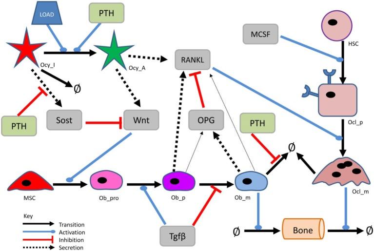 https://cdn.ncbi.nlm.nih.gov/pmc/blobs/1fd4/4904033/0789d4649d6a/fendo-07-00061-g001.jpg