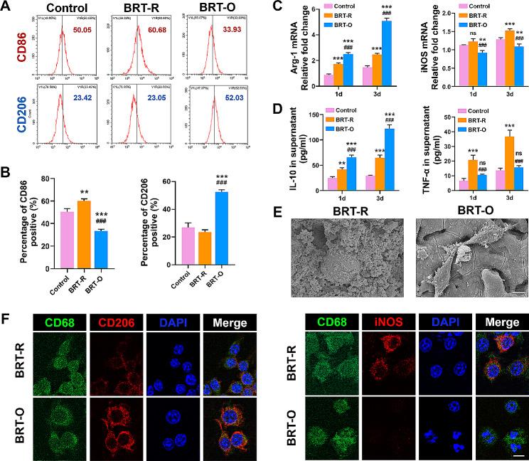 https://cdn.ncbi.nlm.nih.gov/pmc/blobs/1fd6/10926610/74fcd34b5eb1/12951_2024_2362_Fig3_HTML.jpg