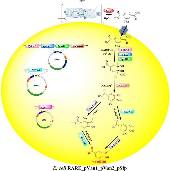 https://cdn.ncbi.nlm.nih.gov/pmc/blobs/1fd6/12263691/135180671ed0/fmicb-16-1599470-g011.jpg