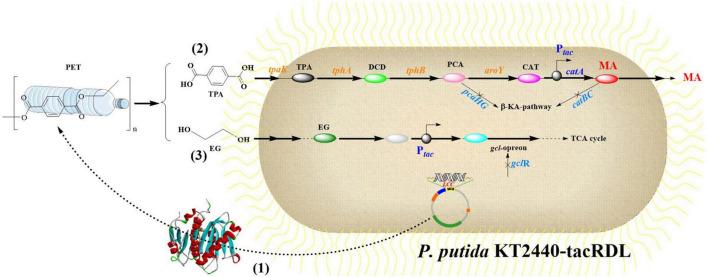https://cdn.ncbi.nlm.nih.gov/pmc/blobs/1fd6/12263691/5ab496f7e33c/fmicb-16-1599470-g013.jpg