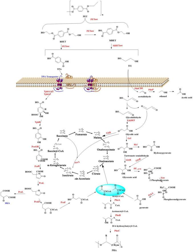 https://cdn.ncbi.nlm.nih.gov/pmc/blobs/1fd6/12263691/764e76096aea/fmicb-16-1599470-g002.jpg