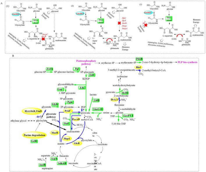 https://cdn.ncbi.nlm.nih.gov/pmc/blobs/1fd6/12263691/991e755d0b30/fmicb-16-1599470-g009.jpg