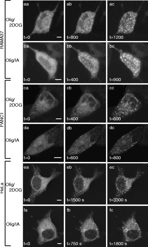 https://cdn.ncbi.nlm.nih.gov/pmc/blobs/1fd8/2770109/53d482ab3435/424_2008_529_Fig1_HTML.jpg