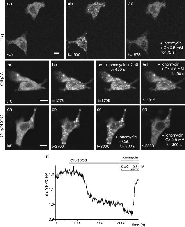 https://cdn.ncbi.nlm.nih.gov/pmc/blobs/1fd8/2770109/c37574356a59/424_2008_529_Fig5_HTML.jpg