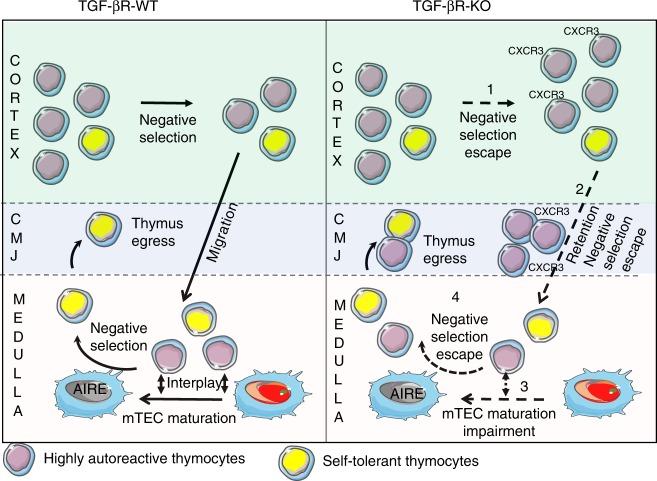 https://cdn.ncbi.nlm.nih.gov/pmc/blobs/1fdc/6923358/a3ed255793a8/41467_2019_13456_Fig7_HTML.jpg