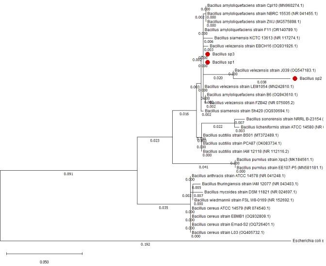 https://cdn.ncbi.nlm.nih.gov/pmc/blobs/1fdd/11263102/1a733b78bb6c/fcimb-14-1354736-g004.jpg