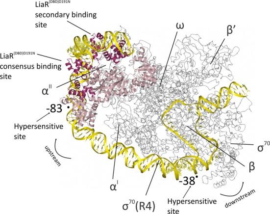 https://cdn.ncbi.nlm.nih.gov/pmc/blobs/1fe1/4482077/61d3b5e18779/gkv321fig9.jpg